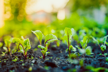 Leaves of a young growing beetroot in the soil of a vegetable garden close-up at sunset