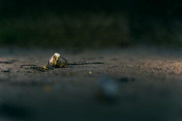 Close-up chicken poop lies on the floor and is lit in the dark