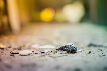 Close-up fresh chicken manure on the floor © Влад Варшавский