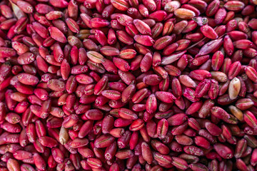 Poison for rodents from wheat dyed in a bright rich red pink color. Poison bait for field mice