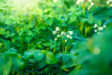 Fototapeta na wymiar The process of flowering potatoes with white flowers