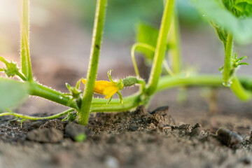 The first young cucumbers close-up on the garden bed. Blooming cucumbers at sunrise