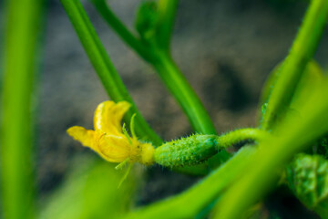 The first young cucumbers close-up on the garden bed. Blooming cucumbers at sunset