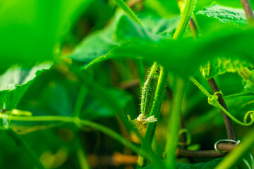 The first young green cucumber with thorns grows close up