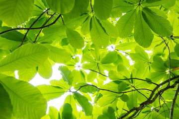 Fototapeta na wymiar 緑の美しい森の中で見つけた葉