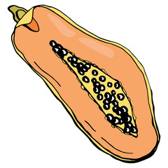 Papaya fruit. White background, isolate. Vector illustration.	
