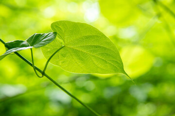 緑の美しい森の中で見つけた葉