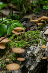 森の中で成長する自然のキノコ