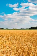 Naklejka premium Harvest in Lower Saxony is underway