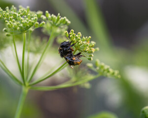 a bee sits on a blade of grass and dries after the rain