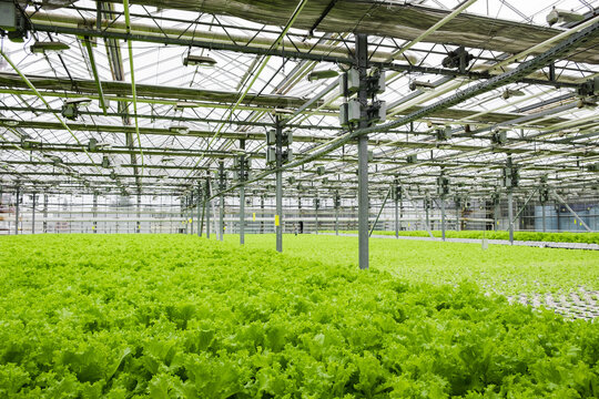 Greenhouse plantation with lettuce greenery. Concept for industrial agriculture. Rows of Plant Cultivated Inside a Large Greenhouse Building. Eco farming business. Cultivate and Selection.