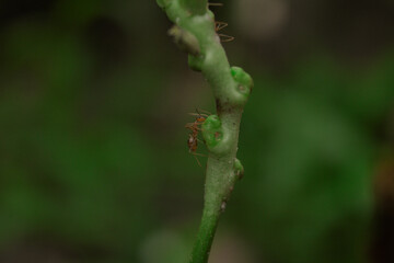 ant on a leaf