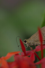 butterfly on a flower
