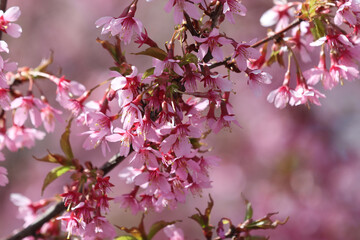 Fototapeta na wymiar Flowering sakura tree.
