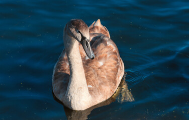 Young swan swimming in the lake.