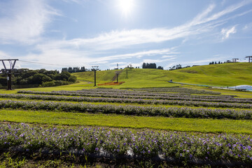 Fototapeta premium Petunia garden in Mt. Hakodate Part2