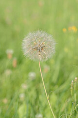 Seed head of meadow salsify (Genus Tragopogon).