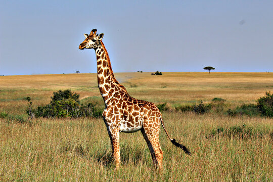 Jirafa en la reserva de Masai Mara