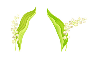 Lily of the Valley, Convallaria Majalis, flowering plant with leaves and flowers vector illustration