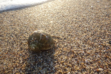 Closeup of snail textured brown shell on beach in the sunlight at sunrise