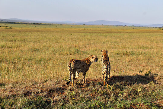 Guepardos en la sabana