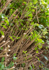Cut stems of trimmed green hedge