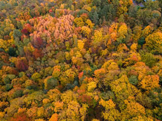 overhead view autumn forest texture