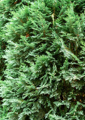 Blue thuja foliage texture. Beauty of nature