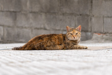Lost street abandoned stray cat