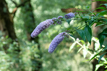 Wild butterfly bush in the forest. Lilac flowers