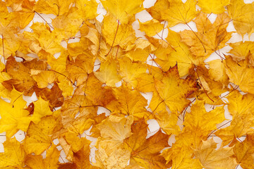 Closeup of autumn leaves lie on white wooden table. A bunch of colorful leaves of marple, yellow, red, orange. Flat lay. Autumn concept