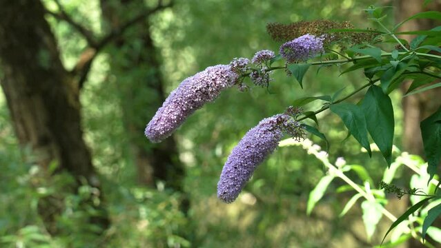Wild butterfly bush in the forest. Lilac flowers in nature