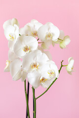 Blossoming phalaenopsis orchid on pastel pink colored background, macro closeup in vertical format - obrazy, fototapety, plakaty