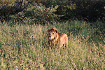 León en la sabana