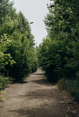 an old dilapidated road in the middle of the forest