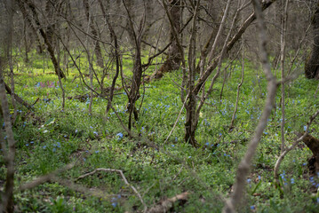 Spring forest with blue and yellow flowers