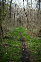 Spring forest with blue and yellow flowers
