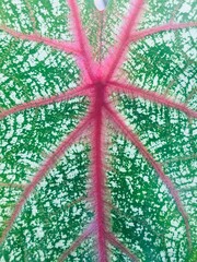 Zoom natural white striped green leaves with the color of bright red-pink petioles.