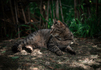 Naklejka na ściany i meble street cats play hunt and relax in the grass near the house