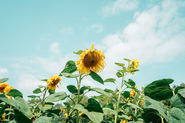 Sunflower blooming on blue sky background. Copy space.
