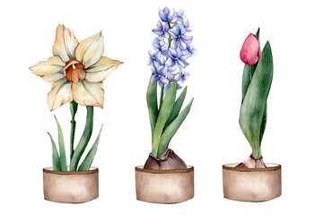 Hand Drawn Watercolor Spring Flower Illustration isolated on White Background. Watercolour Yellow Daffodil, Blue Hyacinth, Pink Tulip Bulbs, Buds,Flowers Cliparts in a Bag. Spring Florals Sublimations