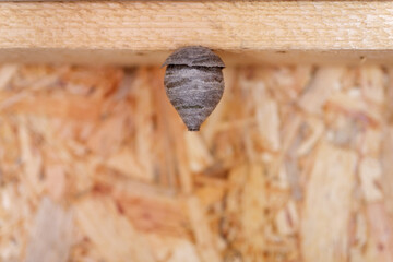 A small wasp nest on a wooden beam