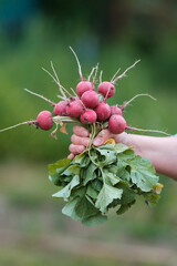 A woman holds a freshly harvested crop of red radish in her hands