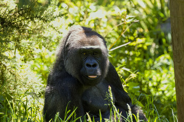 A critically endangered Western lowland gorilla at Jersey zoo. - obrazy, fototapety, plakaty