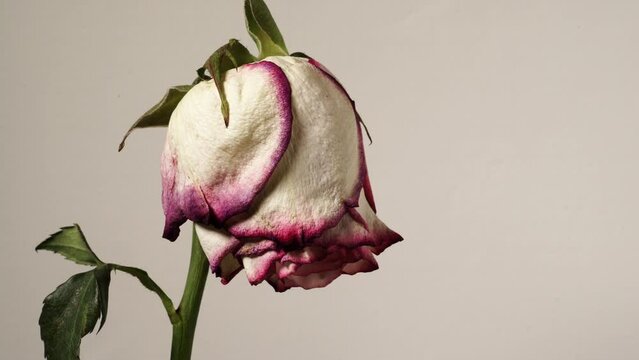Memory of love. Dried withered rose flower on wall background. Indoor.