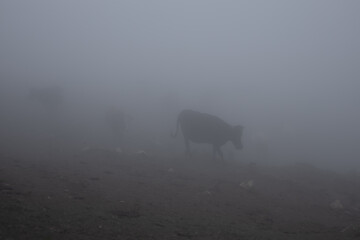 Cows herd in thick fog walking in gloomy sinister overcast on mountain slope. Highlands cattle...