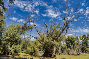 Swamps and Trees in the Rhine Valley II