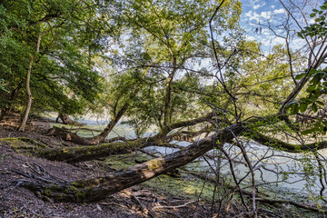 Swamps and Trees in the Rhine Valley III