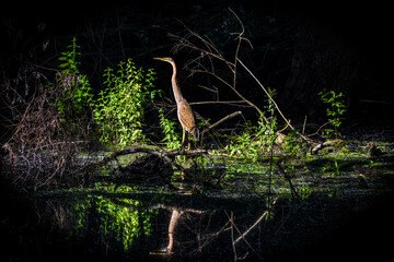 Young Purple Heron in the Rhine Forest