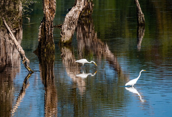 Altrhein bei Leopoldshafen
